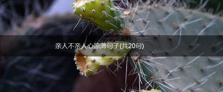 亲人不亲人心凉薄句子(共20句),第1张