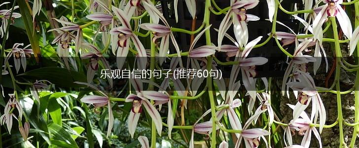 乐观自信的句子(推荐60句),第1张