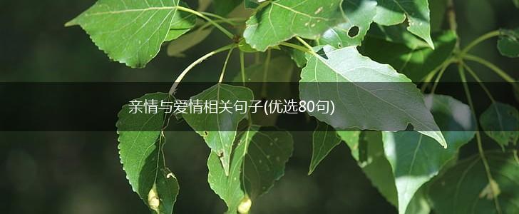 亲情与爱情相关句子(优选80句),第1张