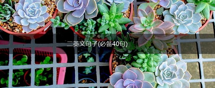 二英文句子(必备40句),第1张