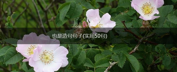 也是造句句子(实用50句),第1张