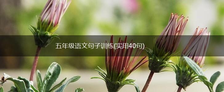 五年级语文句子训练(实用40句),第1张