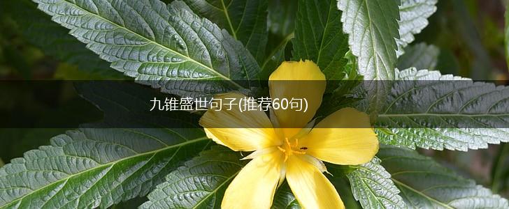 九锥盛世句子(推荐60句),第1张