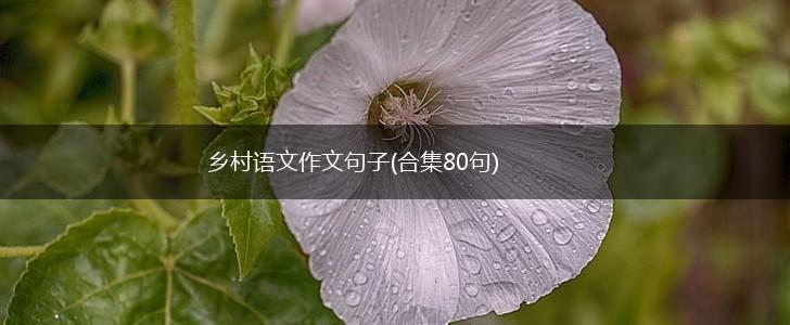 乡村语文作文句子(合集80句),第1张