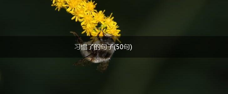 习惯了的句子(50句),第1张
