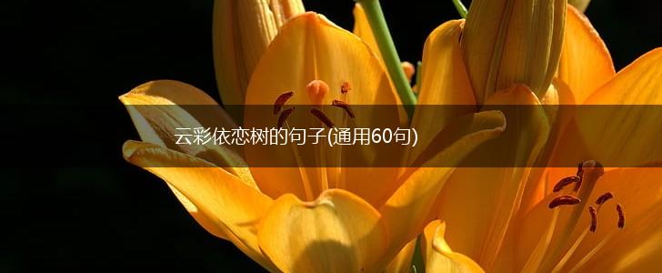 云彩依恋树的句子(通用60句),第1张