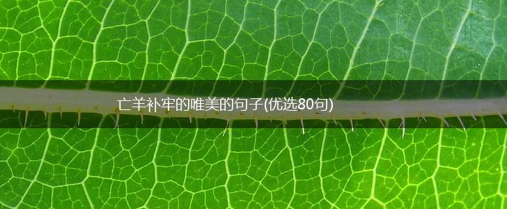 亡羊补牢的唯美的句子(优选80句),第1张
