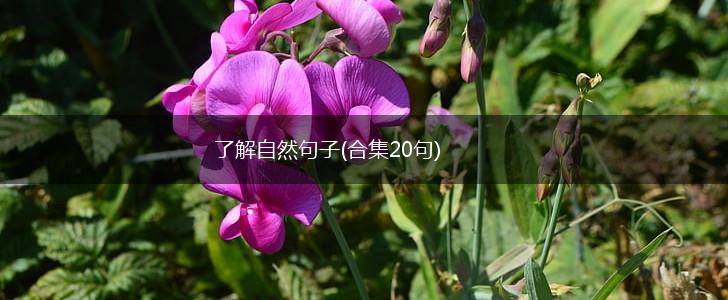 了解自然句子(合集20句),第1张