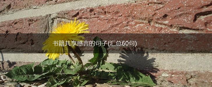 书籍共享感言的句子(汇总60句),第1张