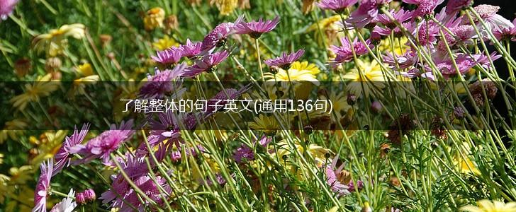 了解整体的句子英文(通用136句),第1张