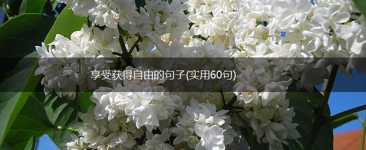 享受获得自由的句子(实用60句),第1张