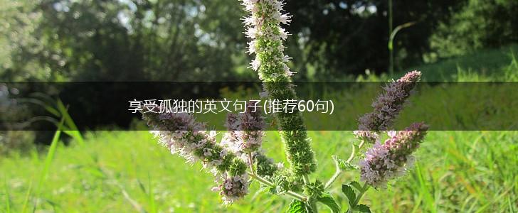 享受孤独的英文句子(推荐60句),第1张