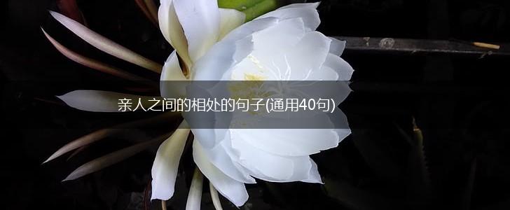 亲人之间的相处的句子(通用40句),第1张