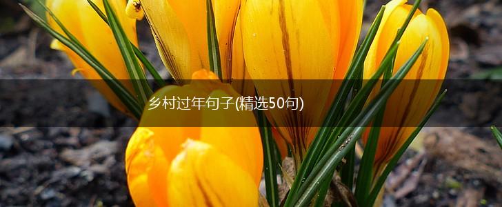 乡村过年句子(精选50句),第1张