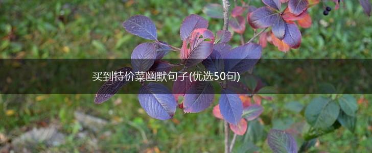 买到特价菜幽默句子(优选50句),第1张