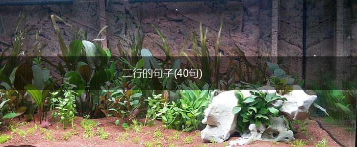 二行的句子(40句),第1张