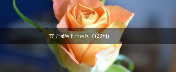 交了保险的感言句子(20句),第1张