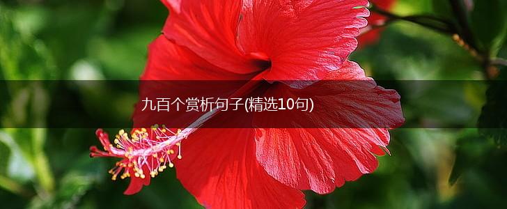 九百个赏析句子(精选10句),第1张