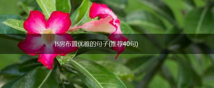 书房布置优雅的句子(推荐40句),第1张