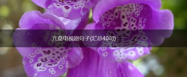 亢奋电视剧句子(汇总40句),第1张