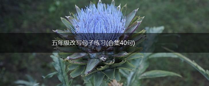 五年级改写句子练习(合集40句),第1张