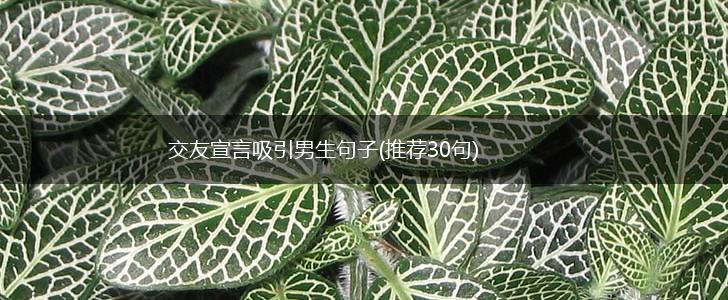 交友宣言吸引男生句子(推荐30句),第1张