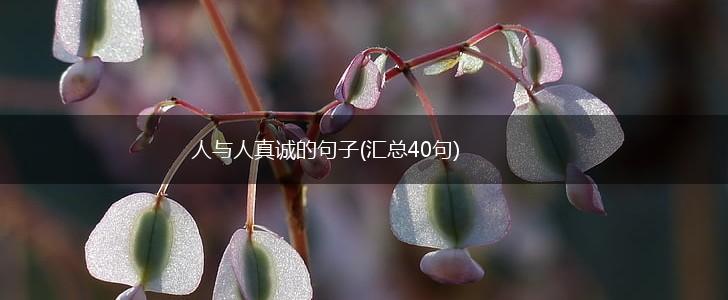 人与人真诚的句子(汇总40句),第1张