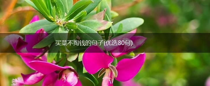 买菜不掏钱的句子(优选80句),第1张