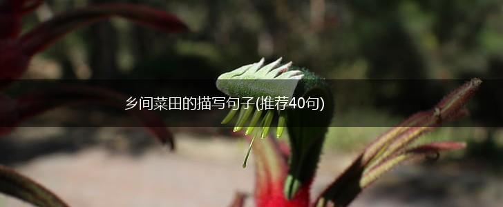 乡间菜田的描写句子(推荐40句),第1张