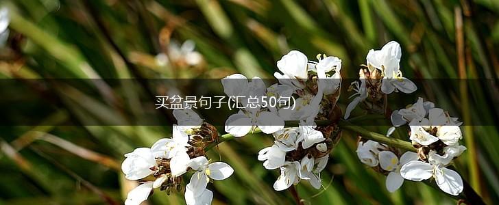 买盆景句子(汇总50句),第1张