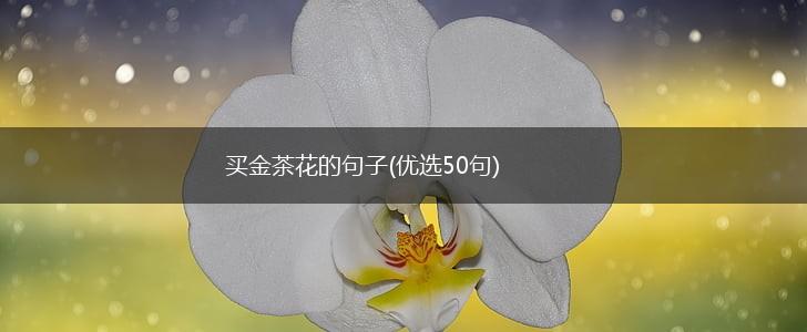 买金茶花的句子(优选50句),第1张