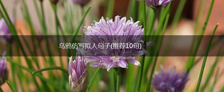 乌鸦仿写拟人句子(推荐10句),第1张