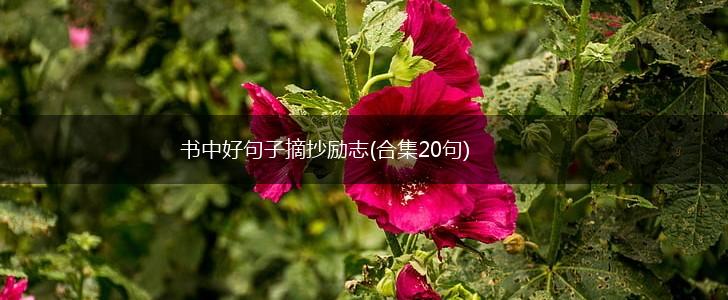 书中好句子摘抄励志(合集20句),第1张