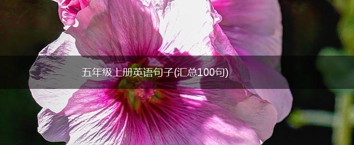 五年级上册英语句子(汇总100句),第1张