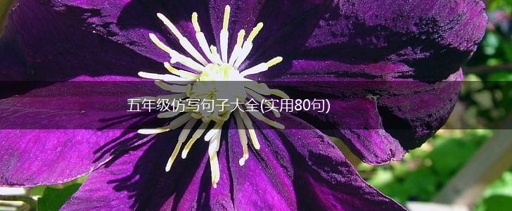 五年级仿写句子大全(实用80句),第1张