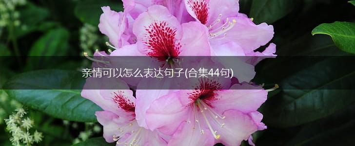 亲情可以怎么表达句子(合集44句),第1张