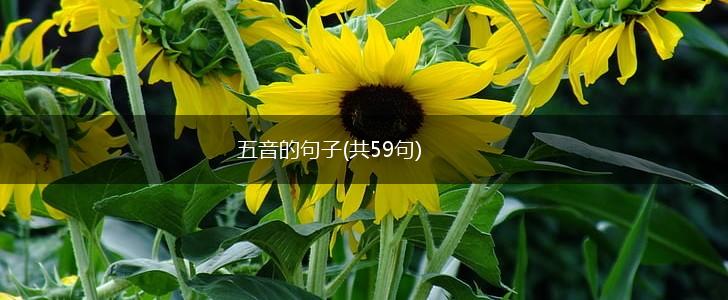五音的句子(共59句),第1张