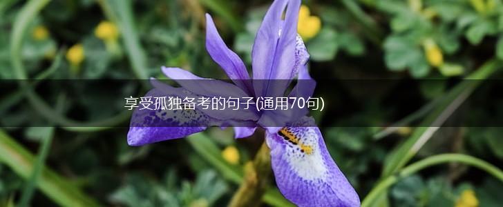 享受孤独备考的句子(通用70句),第1张