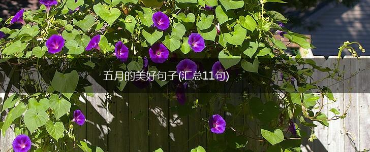 五月的美好句子(汇总11句),第1张