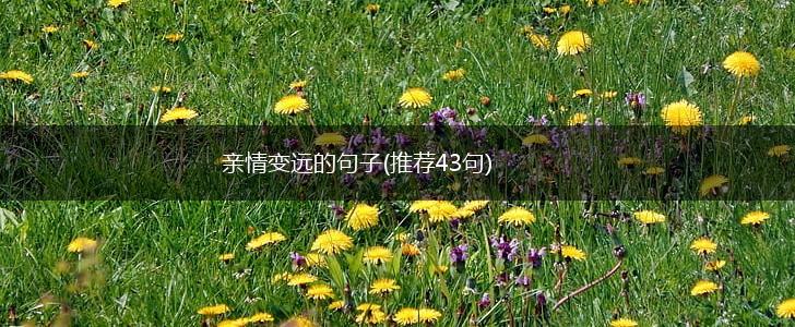 亲情变远的句子(推荐43句),第1张