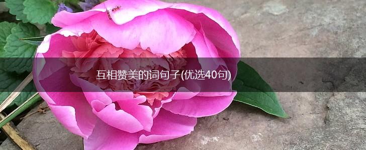 互相赞美的词句子(优选40句),第1张