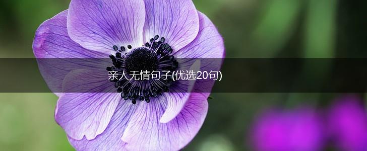 亲人无情句子(优选20句),第1张