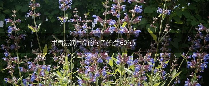 书香浸润生命的句子(合集60句),第1张