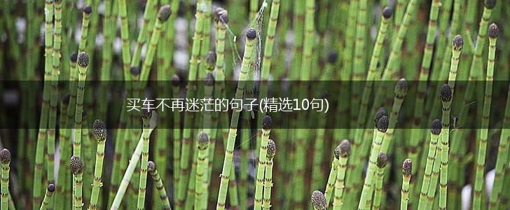 买车不再迷茫的句子(精选10句),第1张