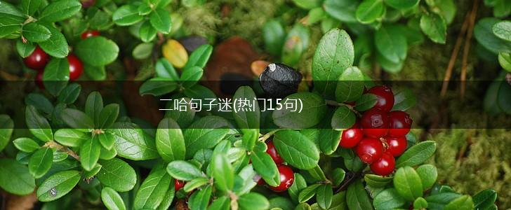 二哈句子迷(热门15句),第1张
