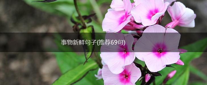 事物新鲜句子(推荐69句),第1张