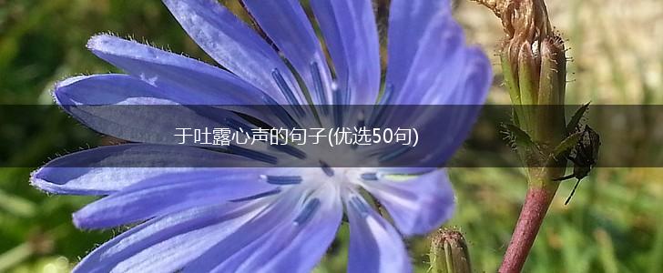 于吐露心声的句子(优选50句),第1张
