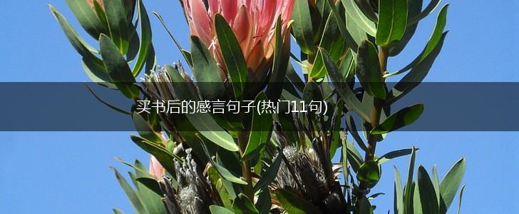 买书后的感言句子(热门11句),第1张