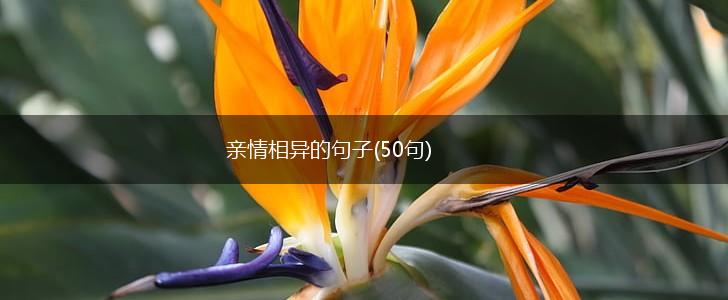 亲情相异的句子(50句),第1张