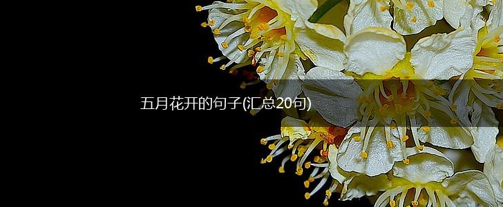 五月花开的句子(汇总20句),第1张